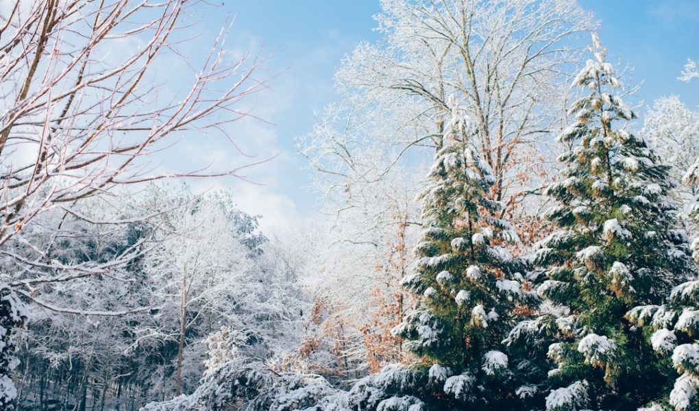 Photo Winter Ballgown