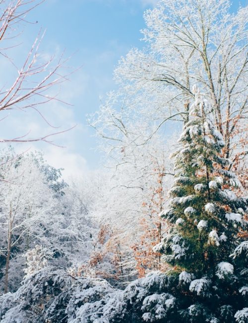 Photo Winter Ballgown